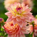 Dahlia MELODY DORA ( Tuber) SUMMER Flowers - Caribbean garden seed