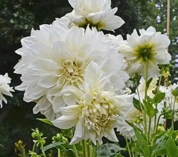 DAHLIA, WHITE PERFECTION( 2 Tuber )  Perennial ! - Caribbean garden seed