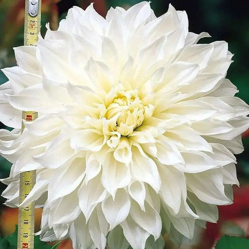 DAHLIA, WHITE PERFECTION( 2 Tuber )  Perennial ! - Caribbean garden seed