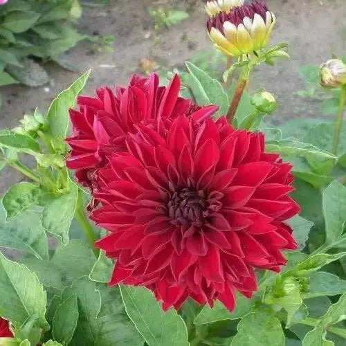 Dahlia MELODY MAMBO ( Tuber) SUMMER Flowers - Caribbean garden seed