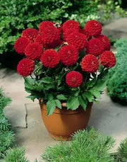 Dahlia MELODY MAMBO ( Tuber) SUMMER Flowers - Caribbean garden seed