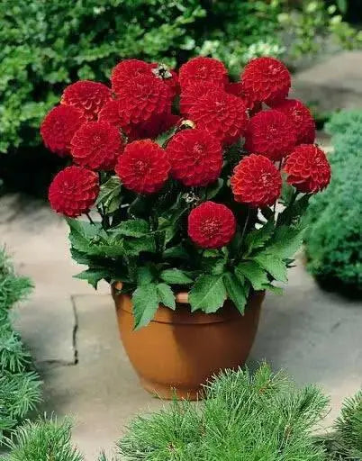Dahlia MELODY MAMBO ( Tuber) SUMMER Flowers - Caribbean garden seed