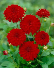 Dahlia MELODY MAMBO ( Tuber) SUMMER Flowers - Caribbean garden seed