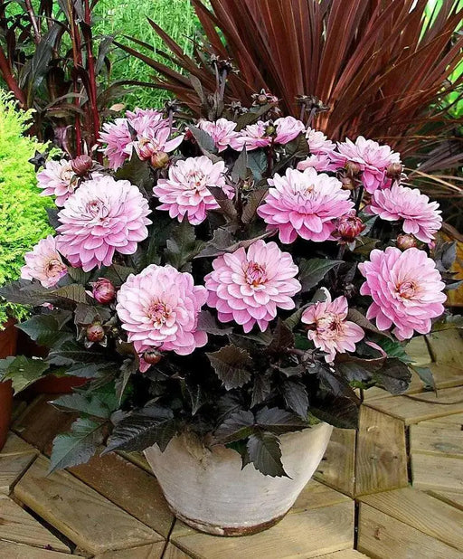 Dahlia MELODY HARMONY ( Tuber) SUMMER Flowers - Caribbean garden seed