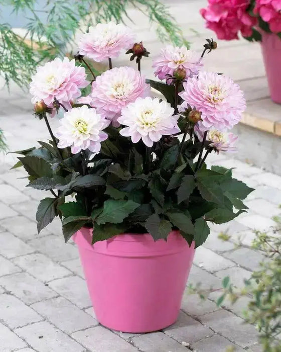 Dahlia MELODY HARMONY ( Tuber) SUMMER Flowers - Caribbean garden seed