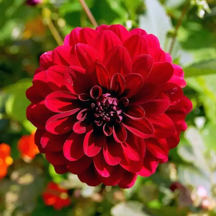 Dahlia Heat Wave ( Tuber) SUMMER Flowers - Caribbean garden seed
