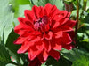 Dahlia Heat Wave ( Tuber) SUMMER Flowers - Caribbean garden seed