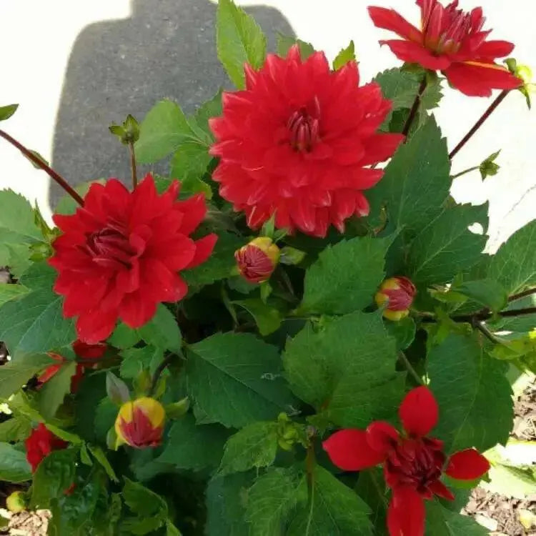 Dahlia Heat Wave ( Tuber) SUMMER Flowers - Caribbean garden seed