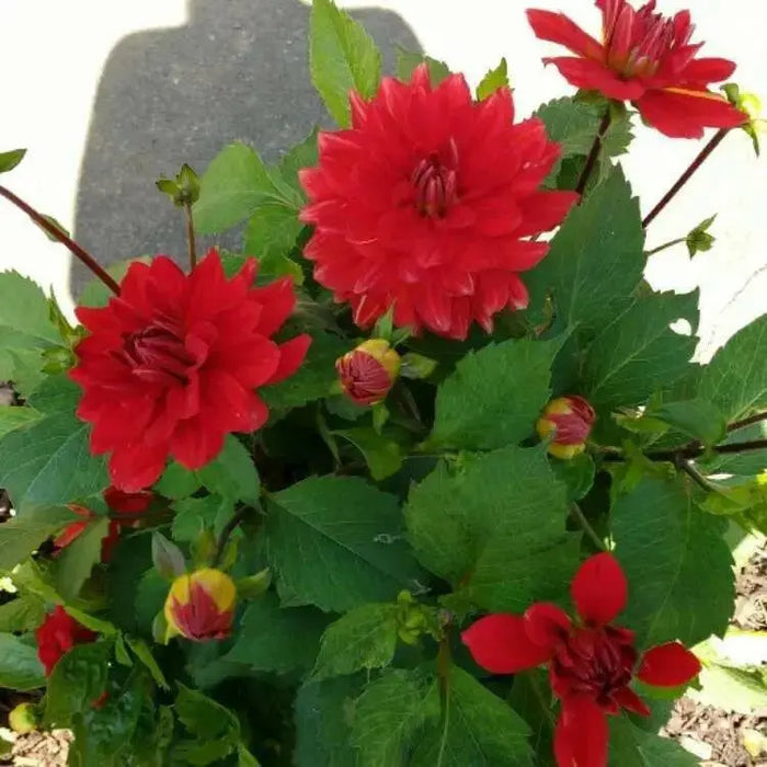 Dahlia Heat Wave ( Tuber) SUMMER Flowers - Caribbean garden seed