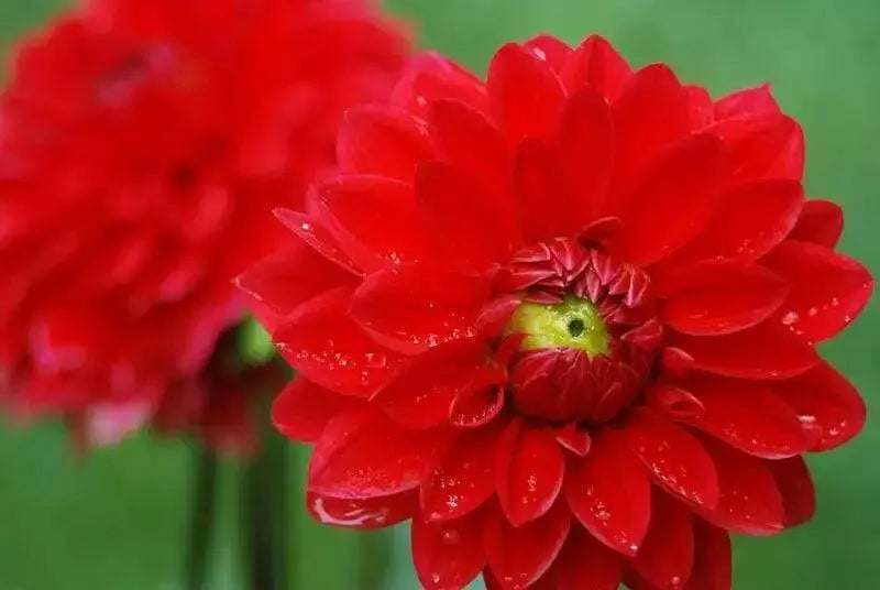 Dahlia Heat Wave ( Tuber) SUMMER Flowers - Caribbean garden seed