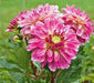 Dahlia LIZZA ( Tuber) SUMMER Flowers - Caribbean garden seed