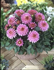 Dahlia LIZZA ( Tuber) SUMMER Flowers - Caribbean garden seed