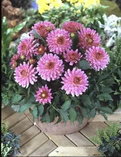 Dahlia LIZZA ( Tuber) SUMMER Flowers - Caribbean garden seed