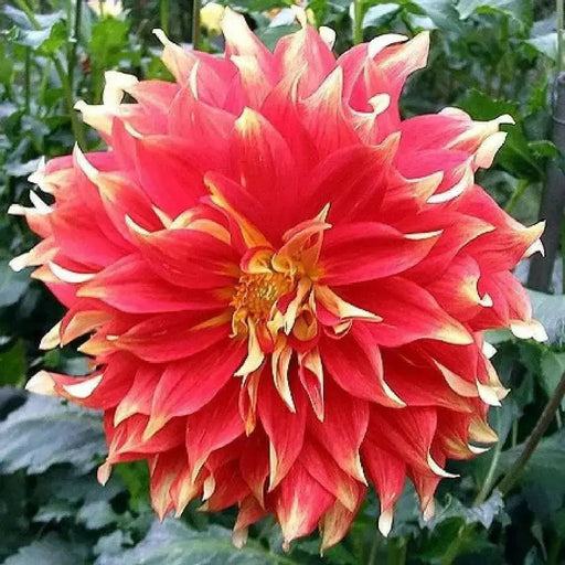 Dahlia, Dinnerplate ‘Bodacious’ (Tuber) Great Cut Flowers, - Caribbean garden seed