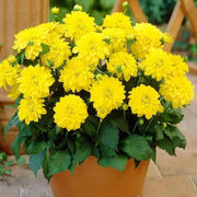 Dahlia Gallery Cezanne ( Tuber) SUMMER Flowers - Caribbean garden seed