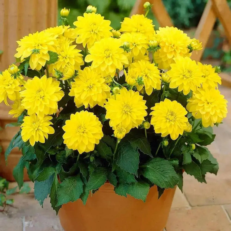 Dahlia Gallery Cezanne ( Tuber) SUMMER Flowers - Caribbean garden seed