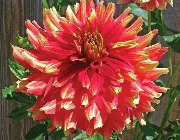 Dahlia, Dinnerplate ‘Bodacious’ (Tuber) Great Cut Flowers, - Caribbean garden seed
