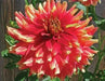 Dahlia, Dinnerplate ‘Bodacious’ (Tuber) Great Cut Flowers, - Caribbean garden seed