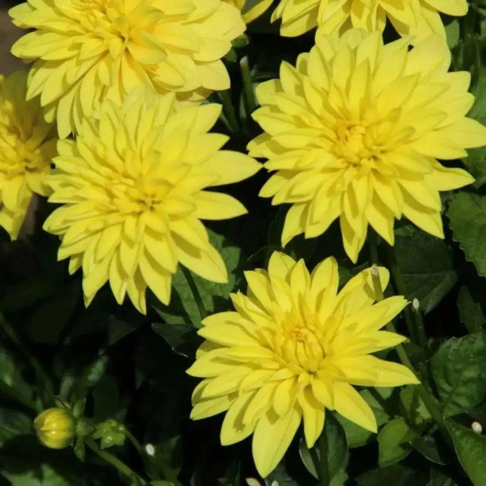 Dahlia Gallery Cezanne ( Tuber) SUMMER Flowers - Caribbean garden seed