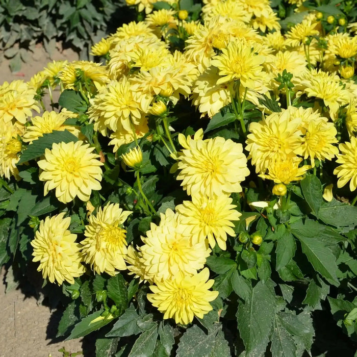 Dahlia Gallery Cezanne ( Tuber) SUMMER Flowers - Caribbean garden seed