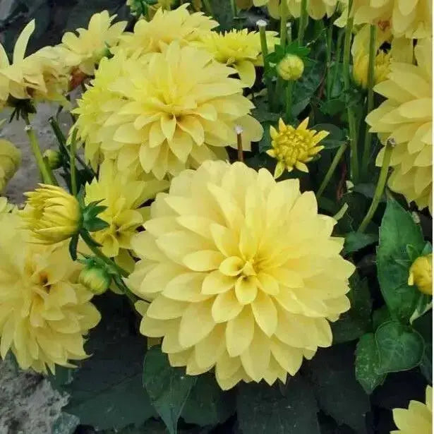Dahlia Gallery Cezanne ( Tuber) SUMMER Flowers - Caribbean garden seed