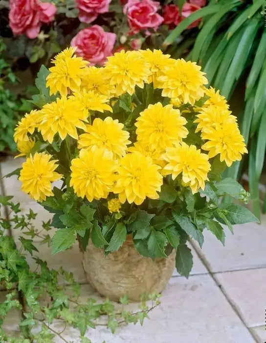 Dahlia Gallery Cezanne ( Tuber) SUMMER Flowers - Caribbean garden seed