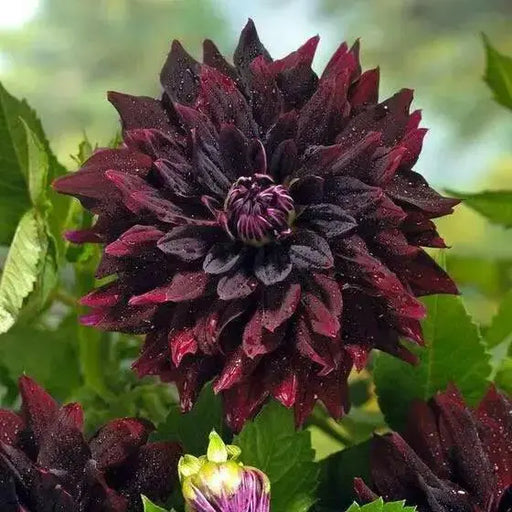 Dahlia RIP CITY, (  Tuber) ,Giant Flowers, - Caribbean garden seed