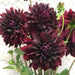 Dahlia RIP CITY, (  Tuber) ,Giant Flowers, - Caribbean garden seed