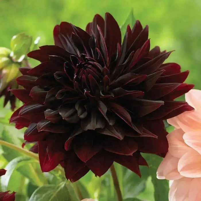 Dahlia RIP CITY, (  Tuber) ,Giant Flowers, - Caribbean garden seed