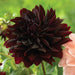 Dahlia RIP CITY, (  Tuber) ,Giant Flowers, - Caribbean garden seed