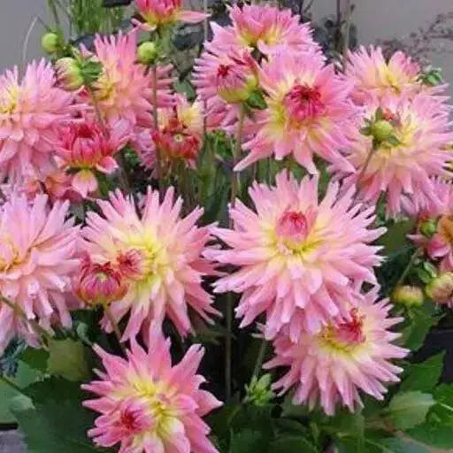 Dahlia MELODY GYPSY ( Tuber) SUMMER Flowers - Caribbean garden seed