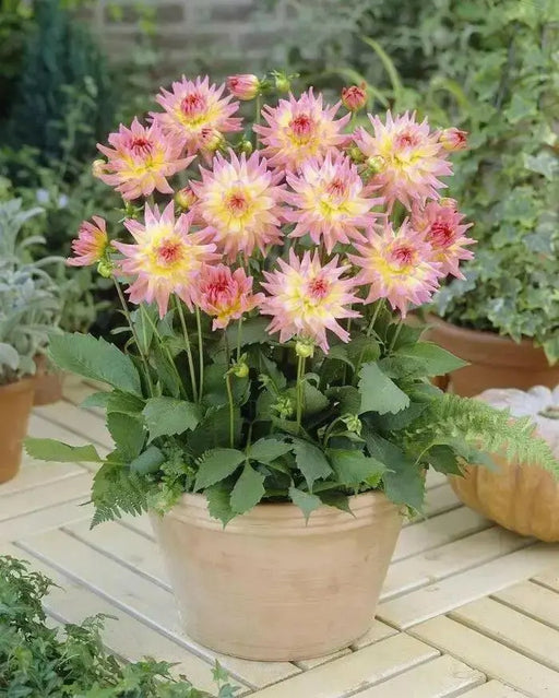 Dahlia MELODY GYPSY ( Tuber) SUMMER Flowers - Caribbean garden seed