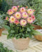 Dahlia MELODY GYPSY ( Tuber) SUMMER Flowers - Caribbean garden seed