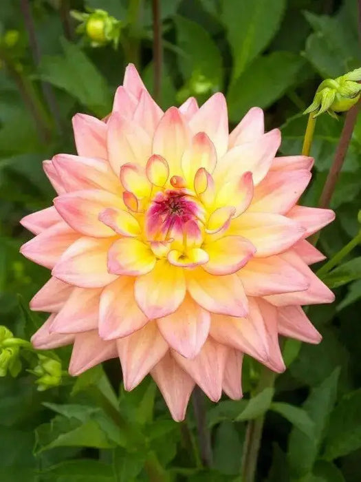 Dahlia MELODY GYPSY ( Tuber) SUMMER Flowers - Caribbean garden seed