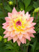 Dahlia MELODY GYPSY ( Tuber) SUMMER Flowers - Caribbean garden seed