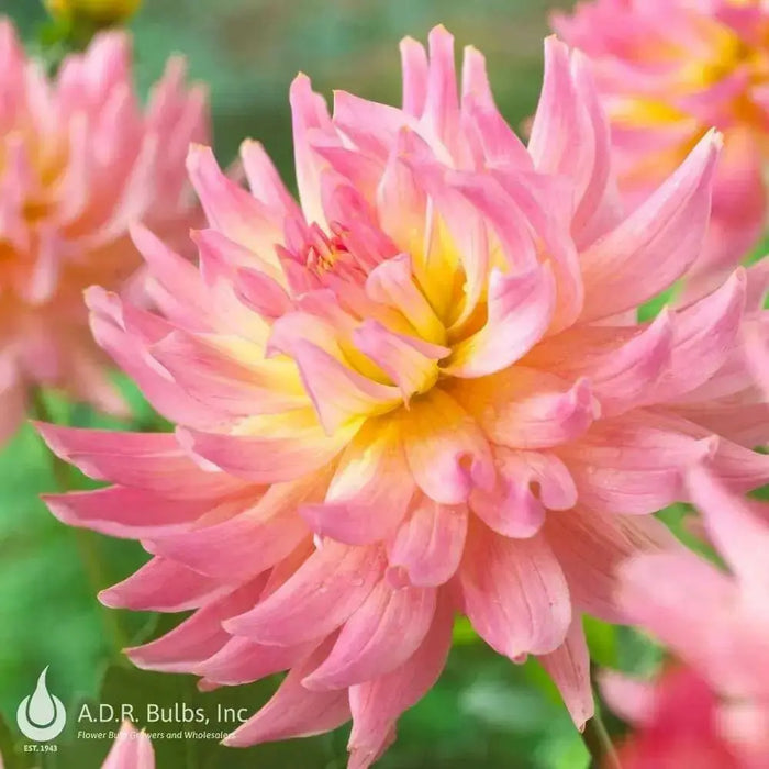 Dahlia MELODY GYPSY ( Tuber) SUMMER Flowers - Caribbean garden seed