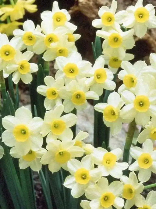 Darcissus  Bulb-Minnow,  MINI DAFFODIL- FALL PLNT SPRING FLOWERING - Caribbean garden seed
