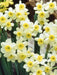 Darcissus  Bulb-Minnow,  MINI DAFFODIL- FALL PLNT SPRING FLOWERING - Caribbean garden seed