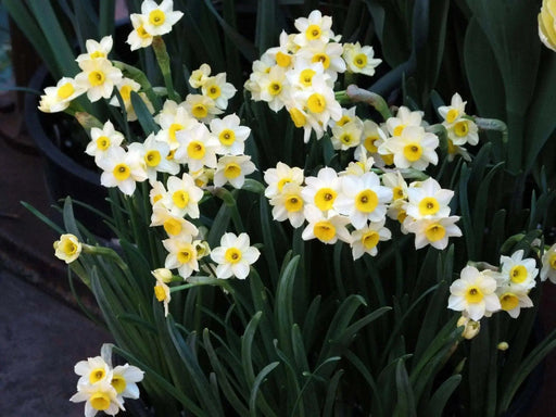 Darcissus  Bulb-Minnow,  MINI DAFFODIL- FALL PLNT SPRING FLOWERING - Caribbean garden seed