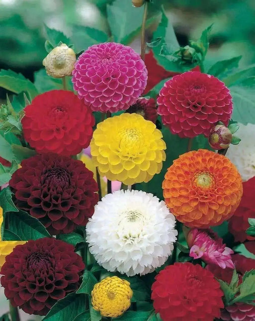 Dahlia Pompon Double Mixed, flowers seed - Caribbean garden seed