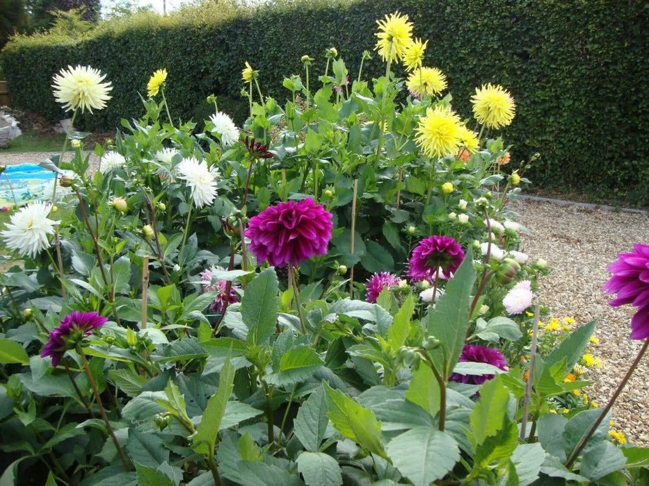 Dahlia Pompon Double Mixed, flowers seed - Caribbean garden seed