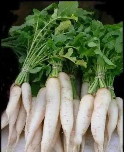 DAIKON Radish SEEDS -Japanese Minowase,  Asian Vegetable Biennial - Cover Crop ) - Caribbean garden seed
