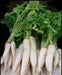 DAIKON Radish SEEDS -Japanese Minowase,  Asian Vegetable Biennial - Cover Crop ) - Caribbean garden seed
