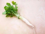 DAIKON Radish SEEDS -Japanese Minowase,  Asian Vegetable Biennial - Cover Crop ) - Caribbean garden seed
