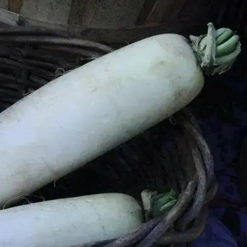 DAIKON Radish SEEDS -Japanese Minowase,  Asian Vegetable Biennial - Cover Crop ) - Caribbean garden seed