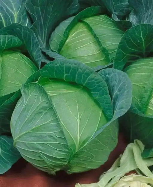 Danish Ballhead' Cabbage Seeds, - Caribbean garden seed