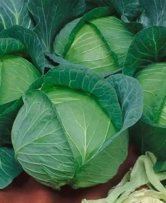 Danish Ballhead' Cabbage Seeds, - Caribbean garden seed