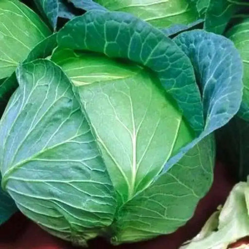 Danish Ballhead' Cabbage Seeds, - Caribbean garden seed