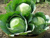 Danish Ballhead' Cabbage Seeds, - Caribbean garden seed