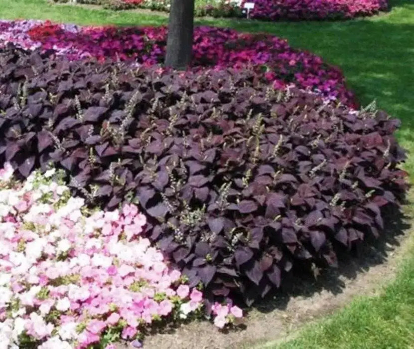 Dark Chocolate Coleus ,Pelleted seeds ! - Caribbean garden seed